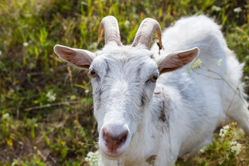 Obraz premium goats in the summer on walk, selective focus