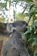 Koala Eating Eucalyptus Leaves