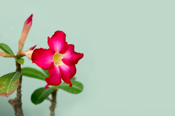 Obraz na płótnie Canvas Dark pink desert rose blooming