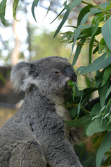 Koala Eating Eucalyptus Leaves