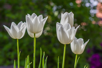 Fototapeta premium White tulips