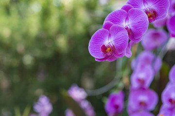 Orchid,phalaenopsis,orchid