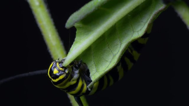 Monarch Butterfly Caterpillar Eats Green Milkweed Leaf.