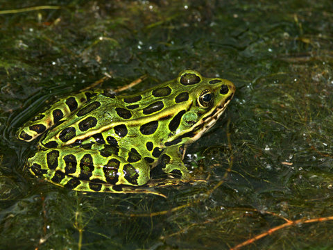Northern Leopard Frog Wisconsin Wildlife