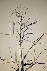Fototapeta na wymiar Tree drought