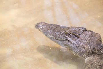 Head of a crocodile looking out of the water