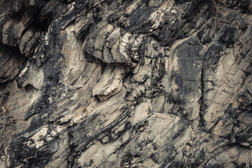 Fototapeta premium The Petrified Wood Texture Background,