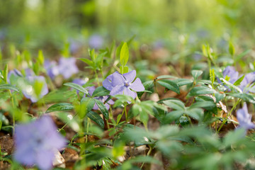 periwinkle flower after the rain growing