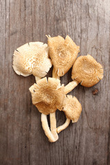Fototapeta premium Mushroom