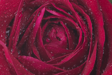 A close up macro shot of a red rose