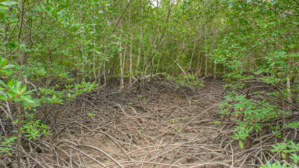 Several of mangrove trees showing root in the forrest