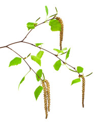Spring, young birch branch on a white background