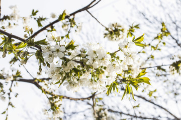 white cherry blossoms in the early morning