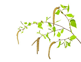 Fototapeta premium Spring, young birch branch on a white background