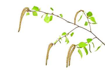 Naklejka premium Spring, young birch branch on a white background
