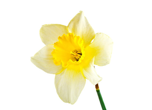 Narcissus flower isolated on white background