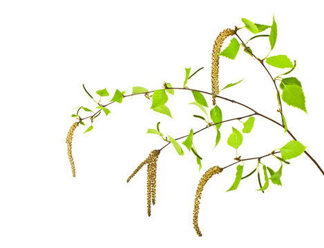 Spring, young birch branch on a white background