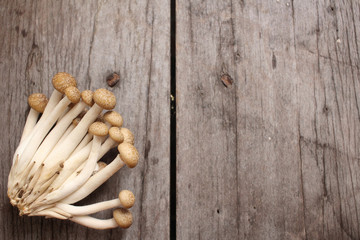 Mushroom