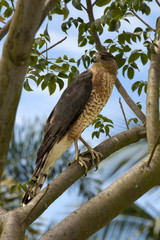 Red-shouldered Hawk (Buteo lineatus) in a tree.