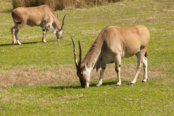 Naklejka na ściany i meble Common Eland (Taurotragus oryx) is the largest of the African antelope species.