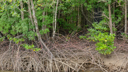 Several of mangrove trees showing root in the forrest