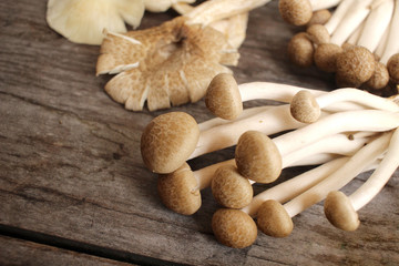 Fototapeta na wymiar Mix of mushroom