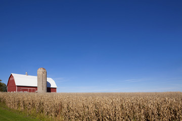 Scenic farmland in southern Minnesota with red barn silo and corn field just before harvest. Off...