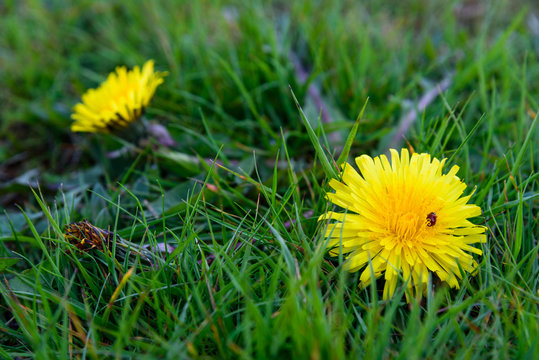 Fototapeta Garden weeds, dandelion in the grass with a ladybug  