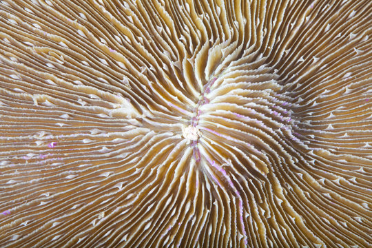 A closeup of live Fungia, or plate coral. Fungia corals are large free-living corals that consist of one large polyp and usually a single mouth