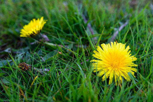 Fototapeta Garden weeds, dandelion in the spring grass  