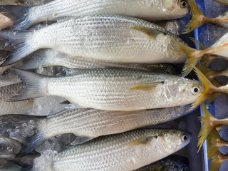 Mullet fish
