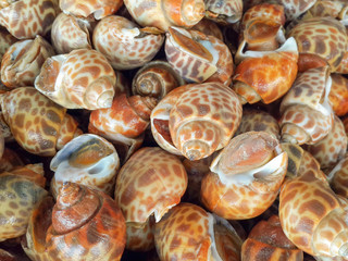 Spotted babylon, seafood