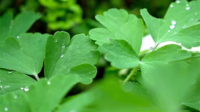 Slow motion of rain drops on leaf surface, close-up