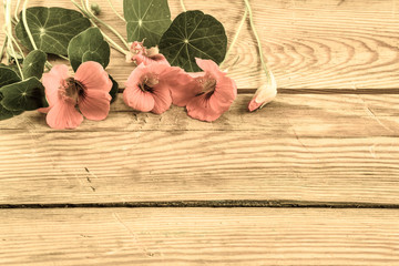 Nasturtium flowers on wooden background