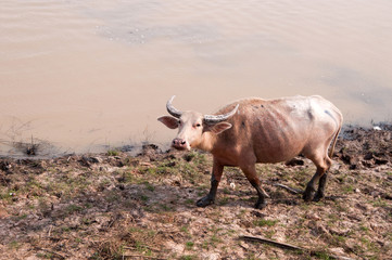 Water buffalo on grass field