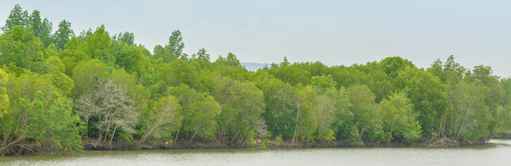 Mangrove forest, Beautiful blue sky and tropical mangrove forest