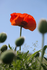 Obraz premium Blooming red poppy