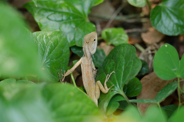 Close up chameleon