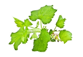 Currant leaves isolated on white background