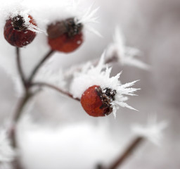 frost on the branch