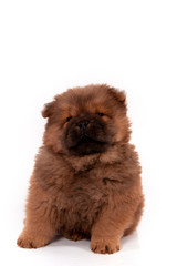 chiot chow chow de 3 mois