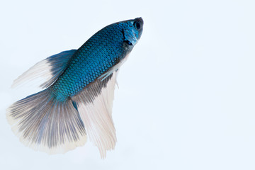 Fototapeta premium Siamese fighting fish