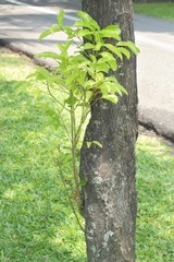 old tree bark texture with green plants.