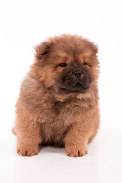 322 Best Bebe Chien Images Stock Photos Vectors Adobe Stock 322 Best Bebe Chien Images Stock Photos Vectors Adobe Stock