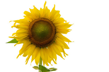 Obraz premium Sunflower