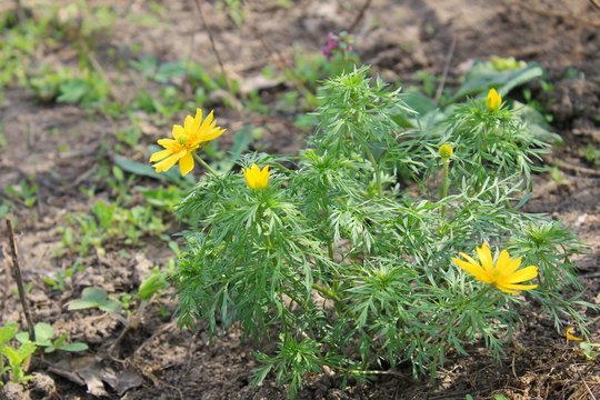 Yellow Adonis 