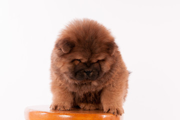 Berger Australien Wall Mural Wallpaper Murals Wallsheaven Magalice