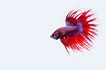 Obraz premium Siamese fighting fish