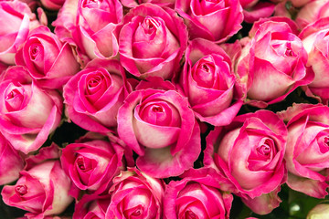 Pink and white rose background