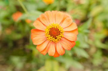 zinnia flowers in garden